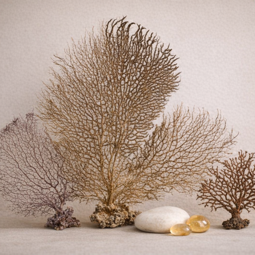 Indrajal Plant Original as per Vastu: Benefits, Price & Guide